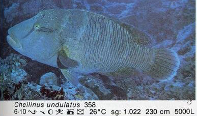Cheilinus undulatus